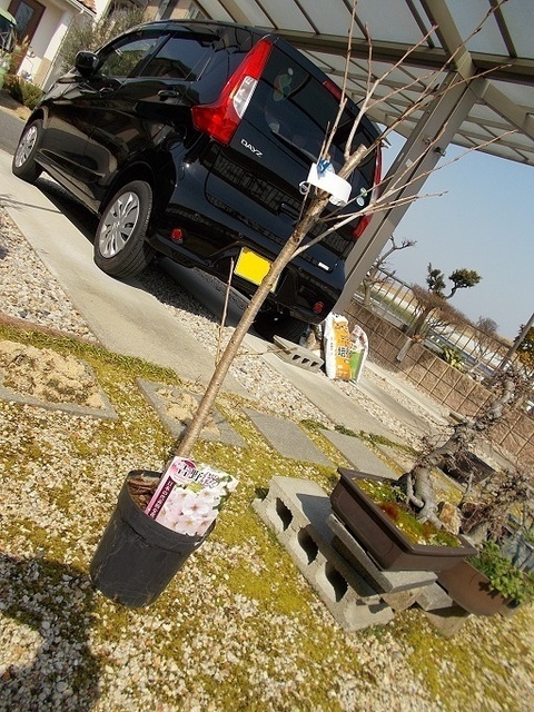 DSCN2396A.jpg