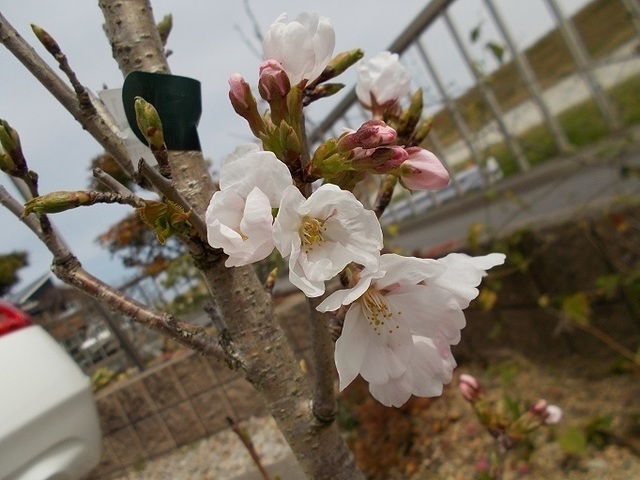 aDSCN3558.jpg
