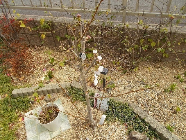 aDSCN3556.jpg