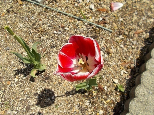 DSCN3606_4_3W_4.jpg