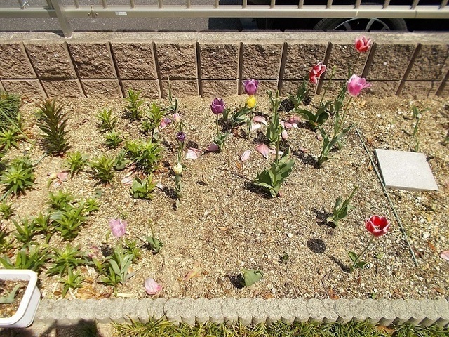 DSCN3600_4_3W_1.jpg