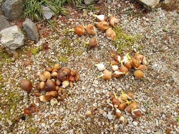 DSCN4329a.jpg
