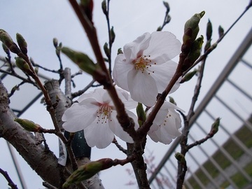 DSCN5450A.JPG
