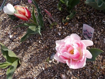 DSCN5461A.jpg