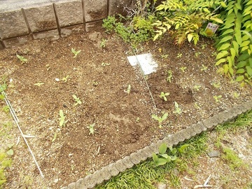 DSCN5693A.jpg
