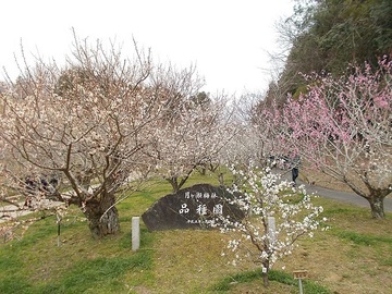 DSCN6069A.JPG