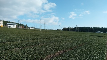 DSC_4107A.jpg