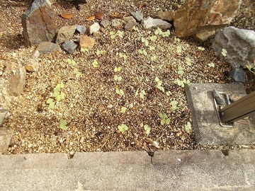 ZDSCN4973.jpg