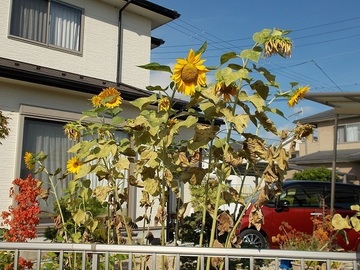 ZZDSCN4885.jpg