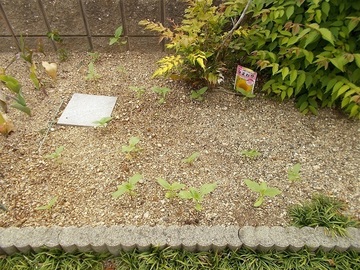 aDSCN4737.jpg