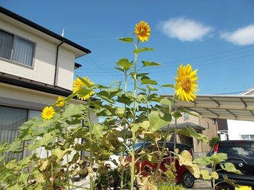 aDSCN4848.jpg